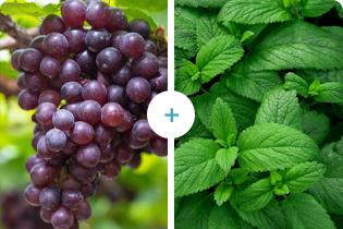Anggur+Pudina