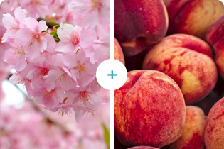 Sakura+Peach